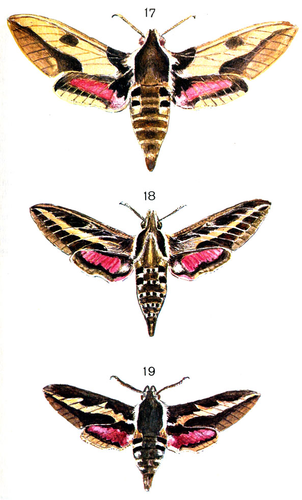  58. 17.    (Celerio nicaea Prun); 18.   () (Celerio lineata F. flivornica); 19.   (Celerio galii Rott.)