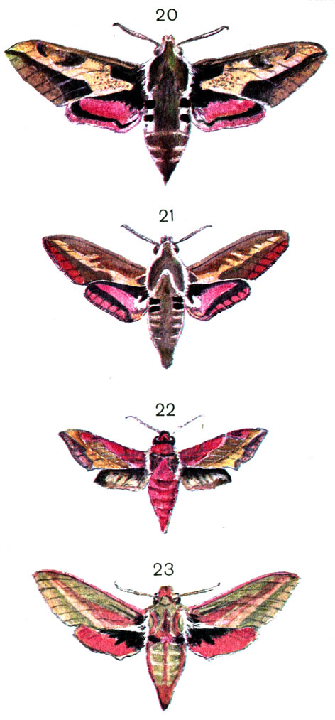  59. 20.   (Celerio euphobiae L.); 21.   (Celerio zygophylli L.); 22.    (Deilephilaporcellus L. (Pergesa.); 23.    (Deilephila elpenor L. (Pergesa)