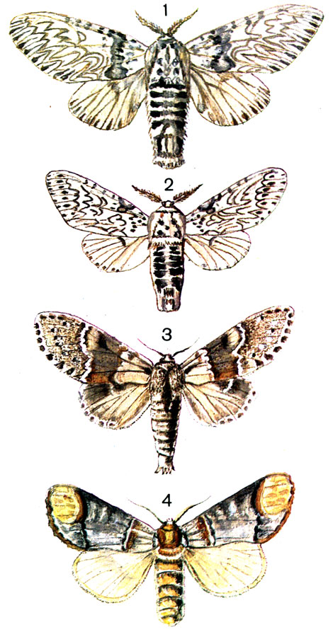 Таблица 60. 1.	Гарпия большая (Вилохвост) (Cerura vinula L. (Dicranura) - самка; 2.	Гарпия белая (Cerura erminea Esp. (Dicranura) - самка; 3. Хохлатка буковая (Stauropus fagi L.) - самка; 4. Лунка серебристая (Phalera Bucephala L.)