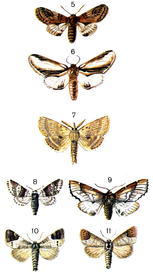 Таблица 61. 5. Хохлатка-зигзаг (Odontosia ziczac L. (Notodonta) - самка; 6. Хохлатка осиновая (Pheosia tremula Cl.); 7.	Хохлатка остроголовая (Pterostoma palpinum L.) - самец; 8.	Гарпия ивовая (Harpyia furcula Cl. (Cerura); 9.	Хохлатка-кармелитка (Odontosia carmelita Esp.) - самка; 10.	Кисточница-отшельница (Clostera anachoreta Schiff.) - самка; 11.	Кисточница хвостатая (Clostera curtula L. (Pygaera) - самец
