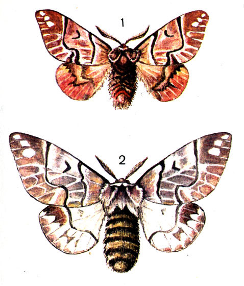  71. 1.	   (Endromis versicolora L.) - ; 2.   - 