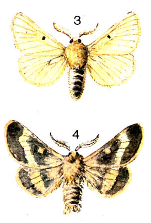  71. 3.	  (Lemonia taraxaci Esp.); 4.   (Lemonia dumi L.)