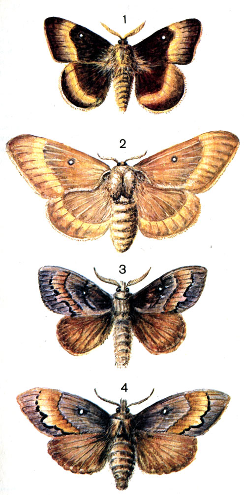  73. 1.	  (Lasiocampa quercus L.) - ; 2.	  - ; 3.   (Dendrolimus pini L.) - ; 4.   - 