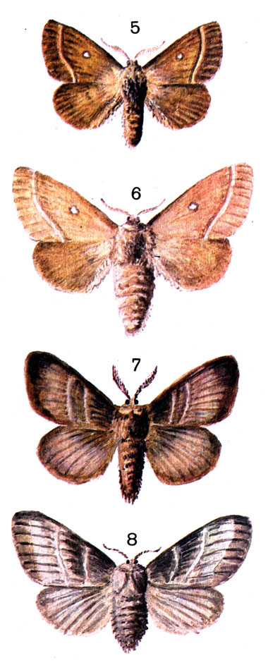  74. 5.	  (Lasiocampa trifolii Schiff.) - ; 6.	  - ; 7.   (Macrothylacia rubi L.) - ; 8.   - 