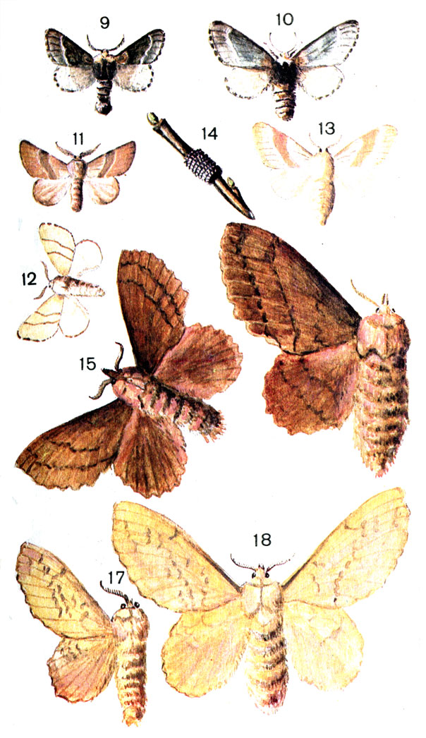  75. 9.	  (Poecilocampa popule L.) - ; 10.   - ; 11.   (Melacosoma neustria L.) - ; 12.   - ; 13.	  - ; 14.  ; 15.   (Gastropacha quercifolia L.) - ; 16.   - ; 17.   (Gastropacha pulifolia Esp.) - ; 18.   - 