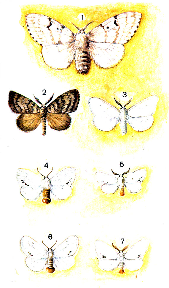  76. 1.	 ,   (Lymantria dispar L. (Porthetria) - ; 2.   - ; 3.   (Leucoma salicis L. (Stilpnotia); 4.	 (Euproctis chrysorrhoea L. (Porthesia.) - ; 5.  - ; 6.  (Euproctis similis Fiiessl. (Porthesia) - ; 7.  - 