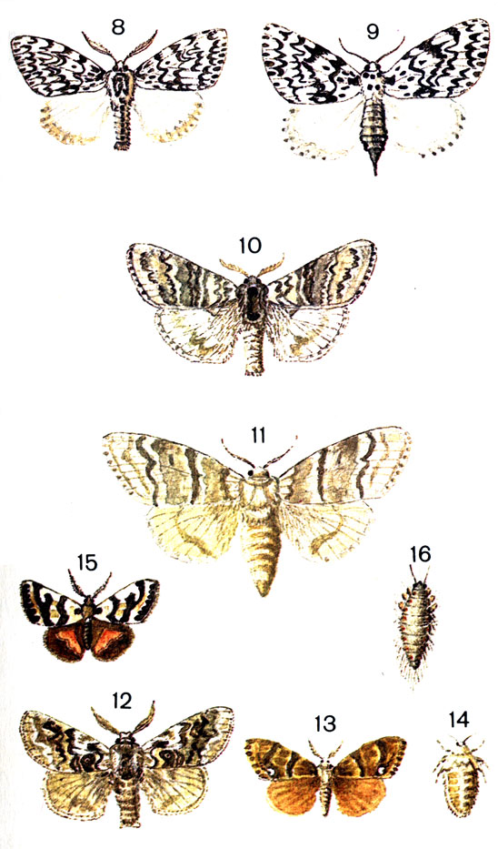  77. 8.	 (Lymantria monacha L.) - ; 9.	 - ; 10.	 (Dasychira pudibunda L.) - ; 11.  - ; 12.   (Dasychira abietis Den. et. Schiff.); 13.  ,    (Orgyia antiqua L.) - ; 14.   - ; 15.	  (Orgyia dubia Tausch.) - ; 16.   - 