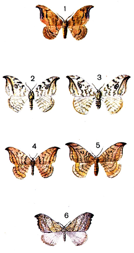  78. 1.	  (Drepana harpagula Esp.); 2.   (Drepana falcataria L.) - ; 3.   - ; 4.   (Drepana curvatula Bkh.) - ; 5.	  - ; 6.  ,   (Dr. lacertinaria L.)