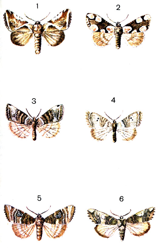  79. 1.	  (Habrosyne pyritoides Hufn. (derasa L.); 2.	  (Thyatira batis L.); 3.  - (Tethea fluctuosa Hb. (Cymatophora); 4.	  (Tethea duplaris L.); 5.	  (Tethea octogesima Hb. (ocularis L.); 6.   (Achlya flavicornis L. (Polyploca)