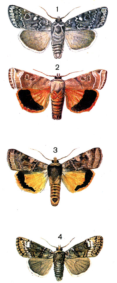  80. 1.	  (Eurois occulta L. (Agrotis); 2.   (Noctua fimbriata Schrb. (Triphena fimbria L.); 3.    (Noctua pronuba L. (Triphena); 4.    (Anaplectoides prasina Schiff. (Eurois)