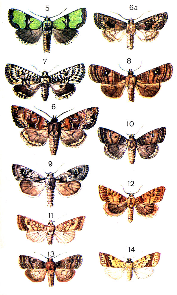  81. 5.	  (Calotaenia celsia L. (Jaspidea); 6. - (Blepkarita amipa Tr. (Hadena); 6,.    (Blepharita adusta Esp. (Crino); 7.	   (Griposia aprilina L. (Dichonia); 8.   (Eupsilia transversa Hufn. (satellitia L.); 9.	   (Lithophane furcifera Hufn.); 10.    (Agrochola lota Cl.); 11.    (Agrochola circellaris Hufn.); 12.  -  (Agrochola helvola L.); 13.    (Conistra vaccinii L.); 14.    (Cirrhia lutea Strom. (Xanthia flavago F.)