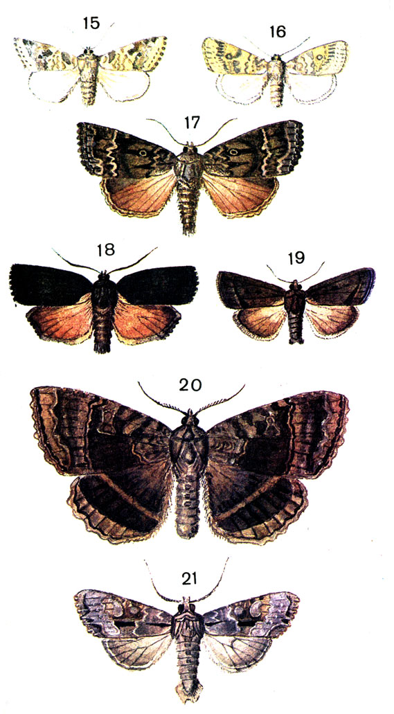 82. 15.	   (Cirrhia icteritia Hufn. (Xanthia fulvago L.); 16.   (Cirrhia gilvago Den. et Schiff. (Cosmia, Xanthia); 17.   (Amphipyra pyramdea L.); 18.    (Amphipyra livida Den. et Schiff.); 19.   (Amphipyra tragopogonis Cl.); 20.   (Mormo maura L, (Mania); 21.    (Apamea monoglypha Hufn. (Parastichtis)