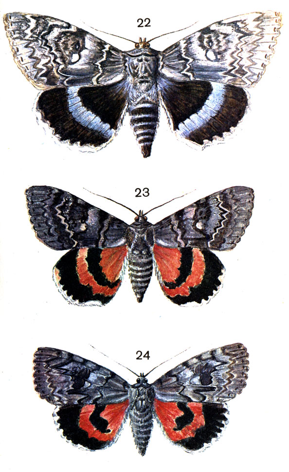  83. 22.   (Catocala fraxini L.); 23.   (Catocala elocata Esp.); 24.   (Catocala electa Bkh.)