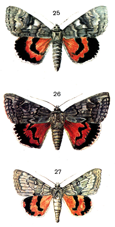  84. 25.   (Catocala nupta L.); 26.   (Mormonia sponsa L. (Catocala); 27.   (Catocala nuerpera Giorna)
