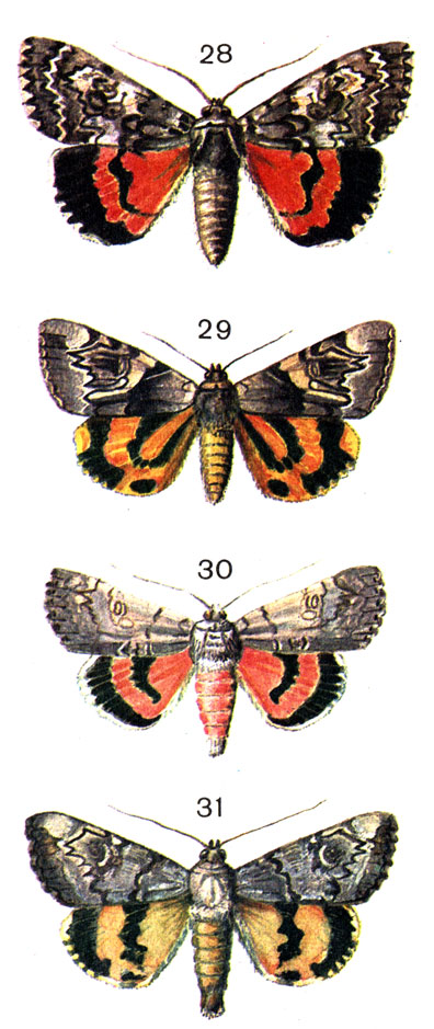  85. 28.    (Catocala promissa Den. et Schiff.); 29.   (Ephesia fulminea Sc. (Catocala); 30.   (Catocala pacta L.); 31.   (Catocala neonympha Esp.)
