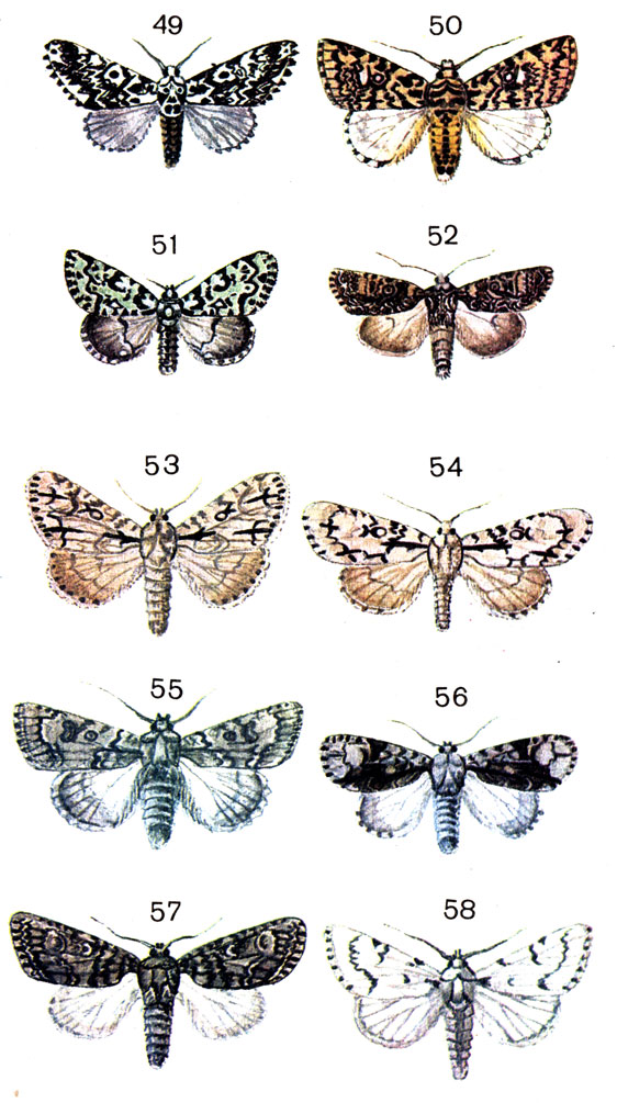  88. 49.	  (Panthea coenobita Esp.); 50.	  ( ludifica L.); 51. - (Darechaeta alpium Osb. (Diphthera); 52.	  (Apatele rumicis L. (Acronicta); 53.	- (Apatele psi L.); 54.	- (Apatele cuspis Hb.); 55.   (Apatele aceris L.); 56.   (Apatele alni L.); 57.	  (Apatele megacephala Schiff.); 58. - (Apatele leporina L.)