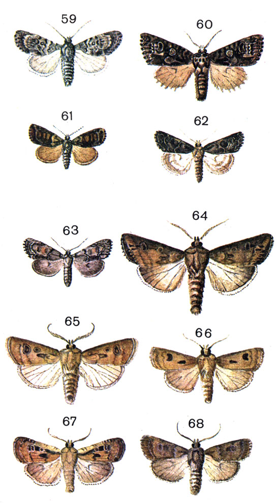  89. 59.	  (Apatele euphobiae Schiff.); 60.	  (Craniophora ligustri Schiff.); 61.	  (Cryphia algae F. (Bryophila); 62.   (Cryphia raptricula Schiff. (Briophila divisa Esp.); 63.   (Cryphia fraudatricula Hb.); 64. - (Scotia ypsilon Hufn. (Agrotis ypsilon Rott.); 65.	  (Scotia segetum Den. et Cshiff. (Agrotis segetis Hb.); 66.   (Scotia exclamationis L.); 67.   (Euxoa obelisca Den. et Schiff.); 68.   (Euxoa nigricans L.)