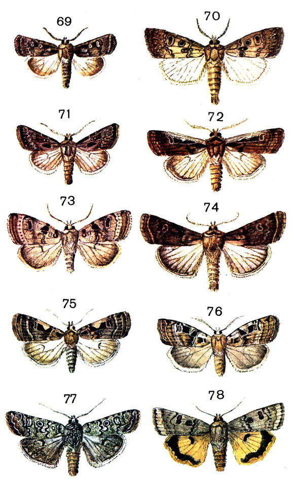  90. 69.	  (Euxoa tritici L.); 70.	  (Scotia crassa Hb. (Agrotis); 71.    (Scotia vestigialis Hufn.); 72.   (Ochropleura musiva Hb.); 73.	   (Eugnorisma depuncta L. (Rhyacia, Agrotis); 74.  -  (Peridroma saucia Hb. (Rhyacia); 75.	 - (Amathes c-nigrum L. (Rhyacia); 76.   (Amathes triangulum Hufn. (Agrotis); 77.    (Ochropleura prae L.); 78.	   (Noctua orbona Hufn. (Triphaena)