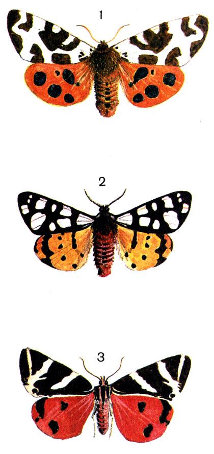  92. 1.   (Arctia caja L.); 2.   (Epicallia villica L. (Arctia); 3. - (Euplagia quadripunctaria Poda. (Callimorpha hera L.)