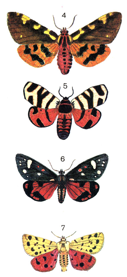  93. 4.	- (Pericallia matronula L.); 5.	- (Ammobiota hebe L. (Arctia); 6. - () (Panaxia dominula L. (Callimorpha); 7.   (Rhyparia purpurata L.)