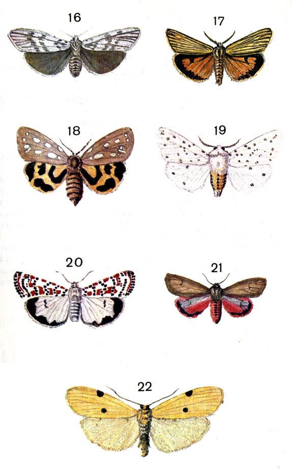  95. 16.	   (Coscinia cribraria L. (Callimorpha cribrum L.) - ; 17.    (Euprepia striata L. (Callimorpha, Coscinia) - ; 18.  - (Huphoraia aulica L.); 19.   (Spilosoma menthastri Esp.); 20.   (Utetheisa pulchella L.); 21.	-  (Phragmatobia fuliginosa L.); 22.	  (Lithosia quadra L. (Oeonistis) - 