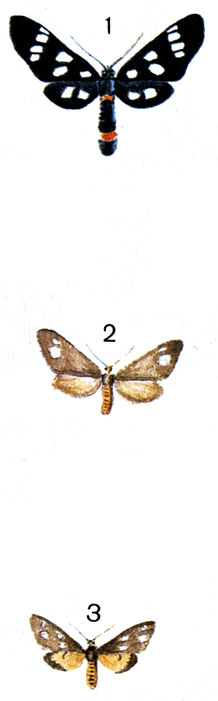  96. 1.	  ,   (Amata phegea L. (Syntomis); 2.    (Dysauxes ancilla L.); 3.    (Dysauxes punctata F.)