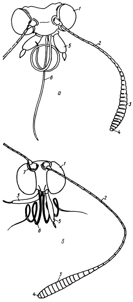 . 5.    :  - Pyrgus malvae (L.) (Hesperiidae),  - Polyommatus icams (Rott.) (Lycaenidae) (1 - , 2 - , 3 -  , 4 -  , 5 -  , 6 - , 7 -     )