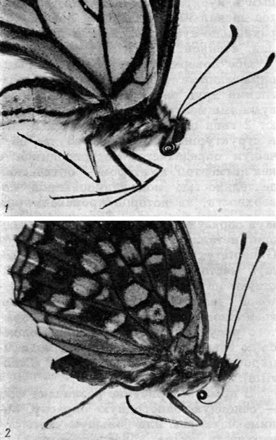 . 7. : 1 -      (Papilio machaon L.), 2 -     (rgynnis adippe (Rott.)