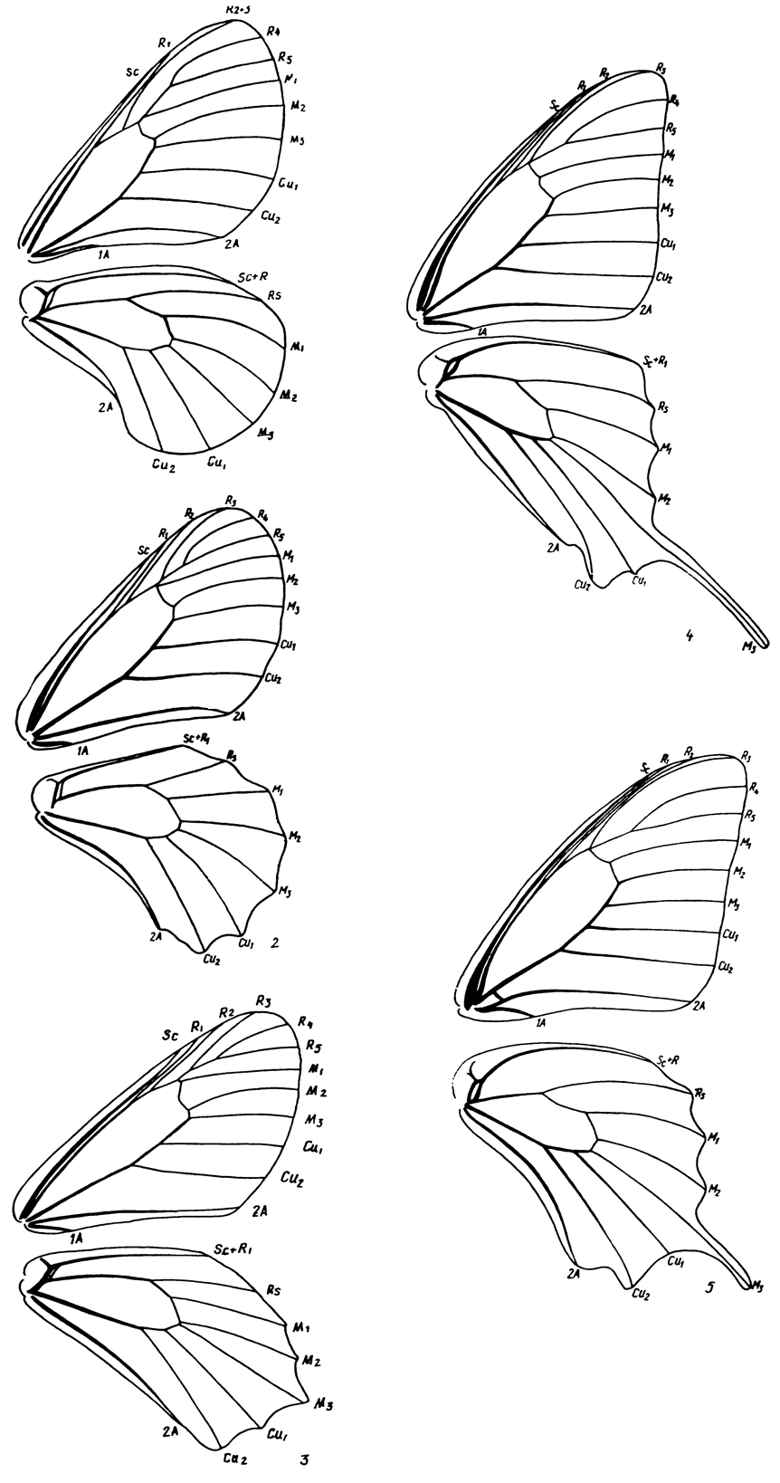 . 11.         Papilionidae: 1 - Parnassius mnemosyne (L.) (Parnassiinae, Parnassiini), 2 - Zerynthia polyxena (Den. et Schiff.) (Parnassiinae, Zerynthiini), 3 - Allancastria caucasica (Led.) (Parnassiinae, Zerynthiini), 4 - Iphiclides podalirius (L.) (Papilioninae, Leptocircini), 5 - Papilio machaon L. (Papilioninae, Papilionini)