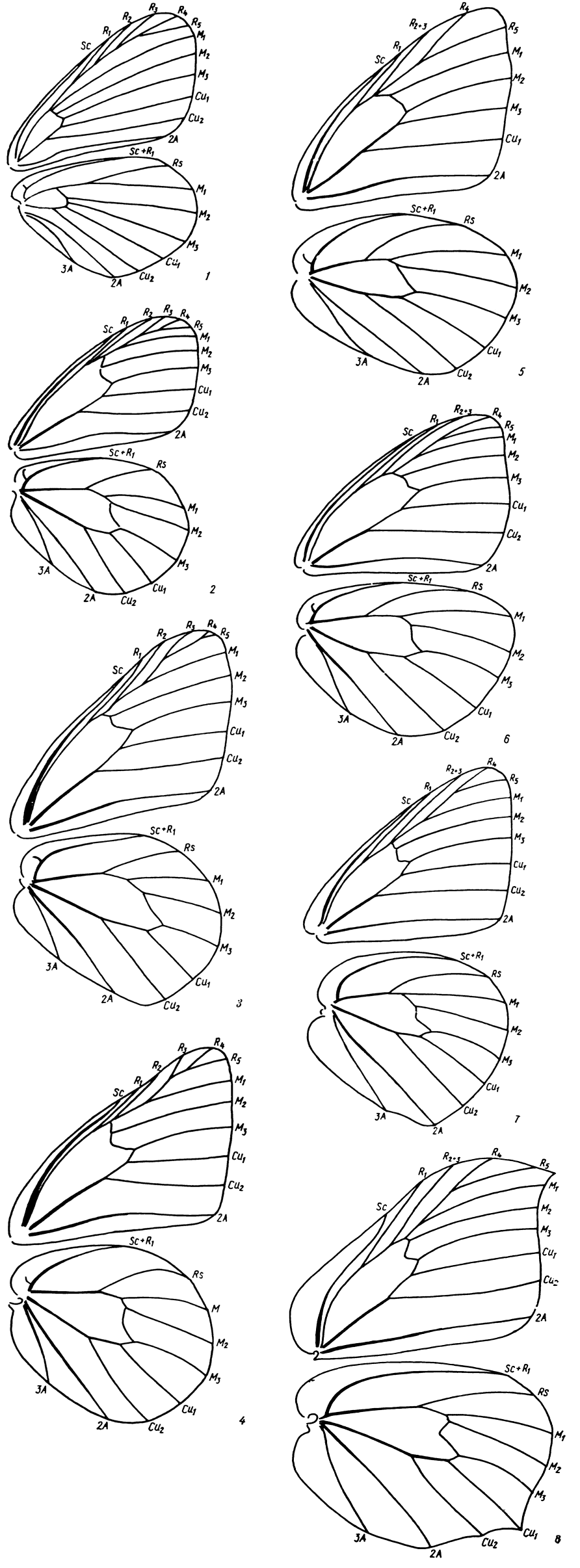 . 16.       Pieridae: 1 - Leptidea sinapis (L.) (Dismorphiinae), 2 - Antbocharis cardamines (L.) (Anthocharinae), 3 - Euchloe ausonia volgensis Krul. (Anthocharinae), 4 - Zegris eupheme (Esp.) (Anthocharinae), 5 - Pontia daplidice (L.) (Pierinae), 6 - Pieris (Artogeia) rapae (L.) (Pierinae), 7 - Colias crocea (Fourc.) (Coliadi nae), 8 - Gonepteryx rhamni (L.) (Coliadinae)