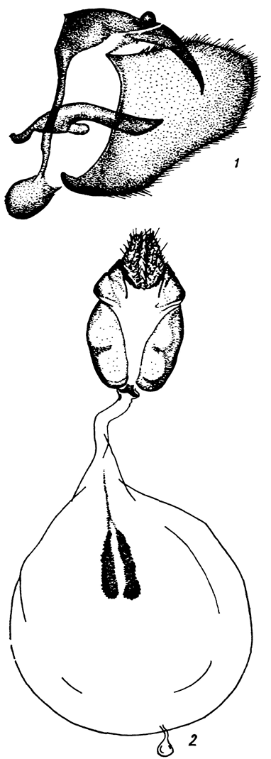 . 31. Pieris (Artogeia) ergane (Geyer in Hb.): 1 -  ,   ,   , 2 -  