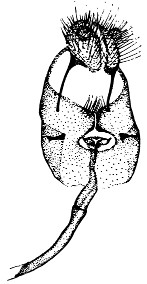 . 36. Colias crocea (Fourc.),  