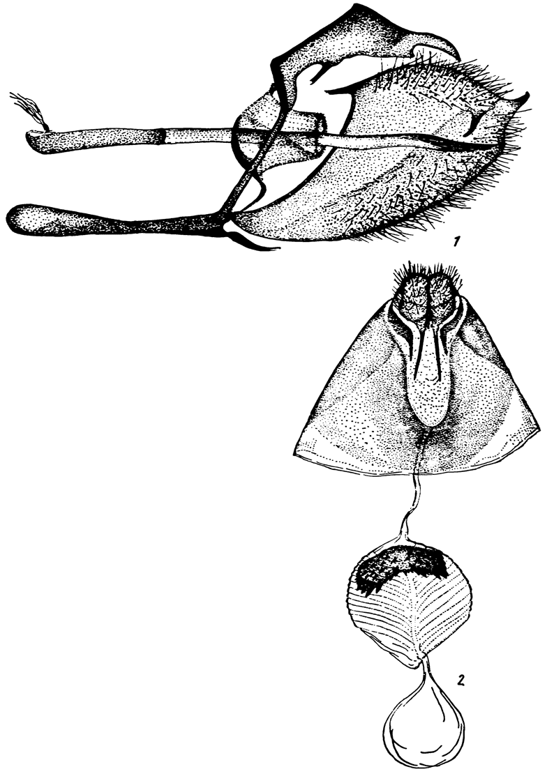 . 42. Gonepteryx rhamni (L.): 1 -  ,   ,   , 2 -  