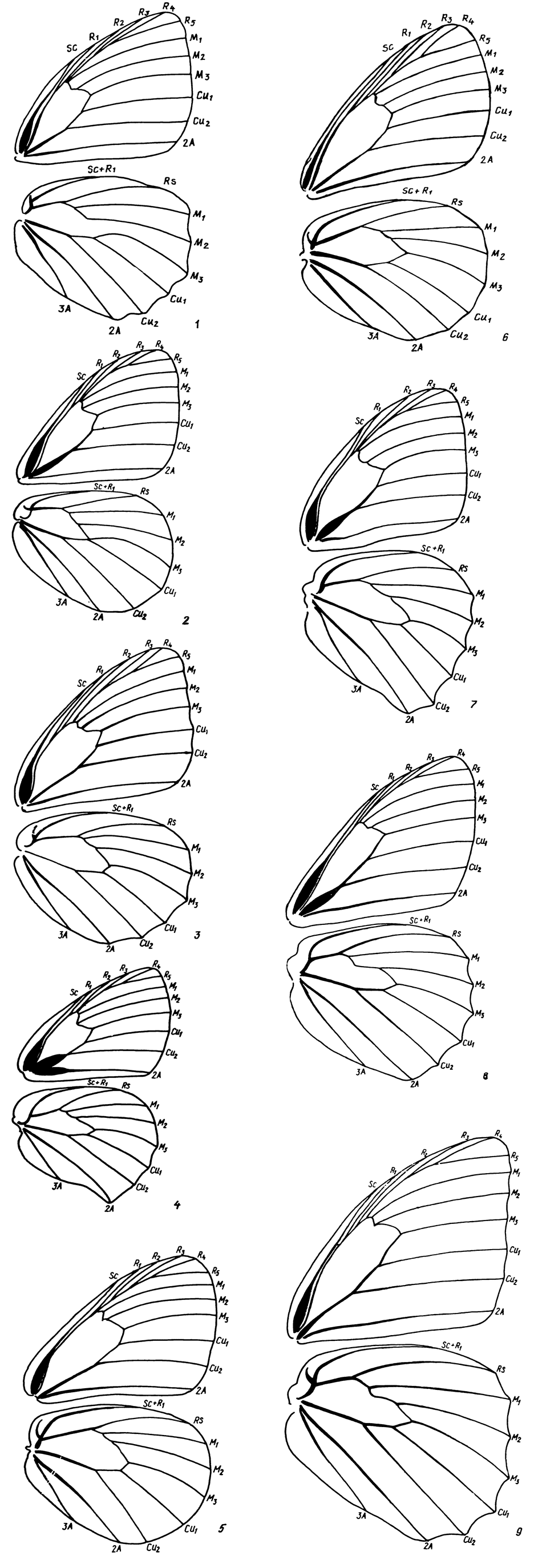 . 44.       Satyridae: 1 - Esperarge climene (Esp.) (Lethinae), 2 - Lasiommata megera (L.) (Lethinae), 3 - Melaneigia galathea (L.) (Melanargiinae), 4 - Coenonympha pamphilus (L.) (Coenonymphinae), 5 - Proterebia afra (F.), 6 - Erebia aethiops (Esp.) (Erebiinae), 7 - Maniola jurtina (L.) (Satyrinae), 8 - Hipparhia pellucida (Stdr.) (Satyrinae), 9 - Brintesia circe (F.) (Satyrinae)