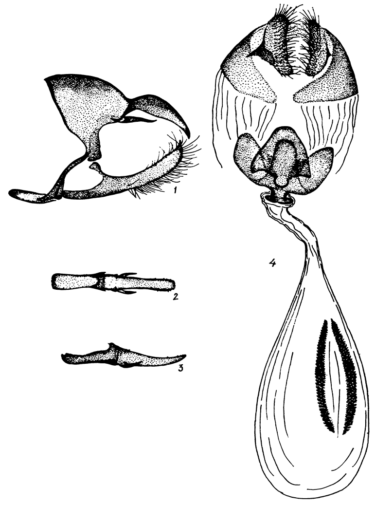 . 48. Lasiommata maera (L.): 1 -  ,   ,  , 2, 3 - ,   (2)   (3), 4 -  