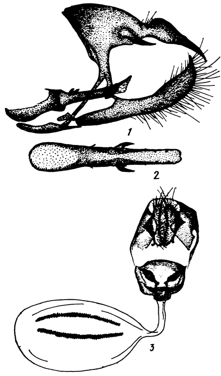 . 50. Lasiommata menava nasshreddini (Chr.): 1 -  ,   ,  . 2 - ,  . 3 -  