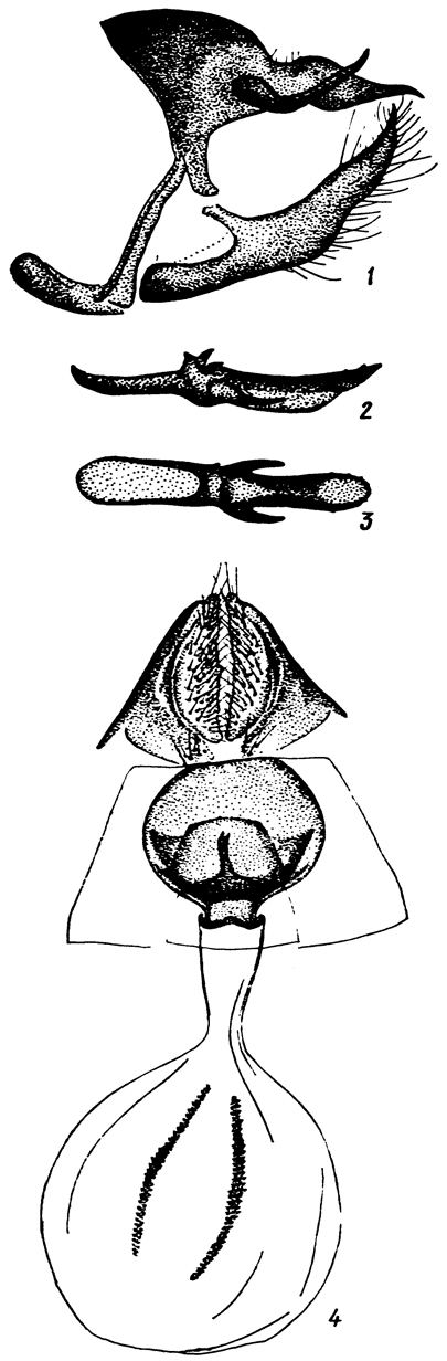 . 51. Lasiommata petropolitana (F.): 1 -  ,   ,  , 2,3 - ,   (2)   (3), 4 -  