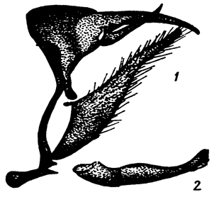 . 58. Coenonympha glycerion (Borkh.): 1 -  ,   ,  , 2 - ,  