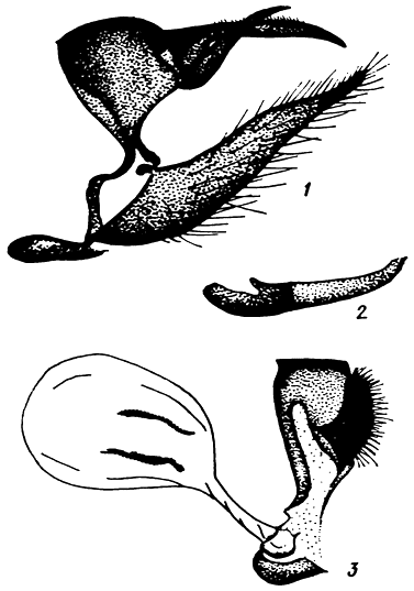 . 61. Coenonympha leander (Esp.): 1 -  ,   ,  , 2 - ,  , 3 -  