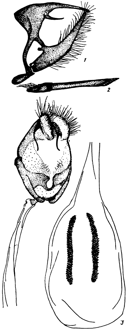  74. Hyponephele lycaon (Rott.): 1 -  ,   ,  , 2 - ,  , 3 -  