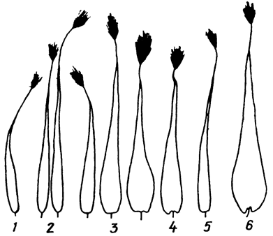 . 97.     Pseudochazara ( , 1978): 1 - P. alpina, 2 - . b, 3 - P. geyeri, 4 - P. daghestana, 5 - P. pelopea, 6 - P. schahrudensis