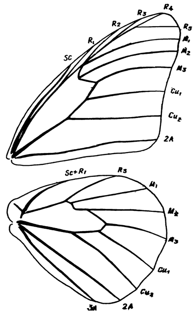 . 105.     Danaus chrysippus (L.)