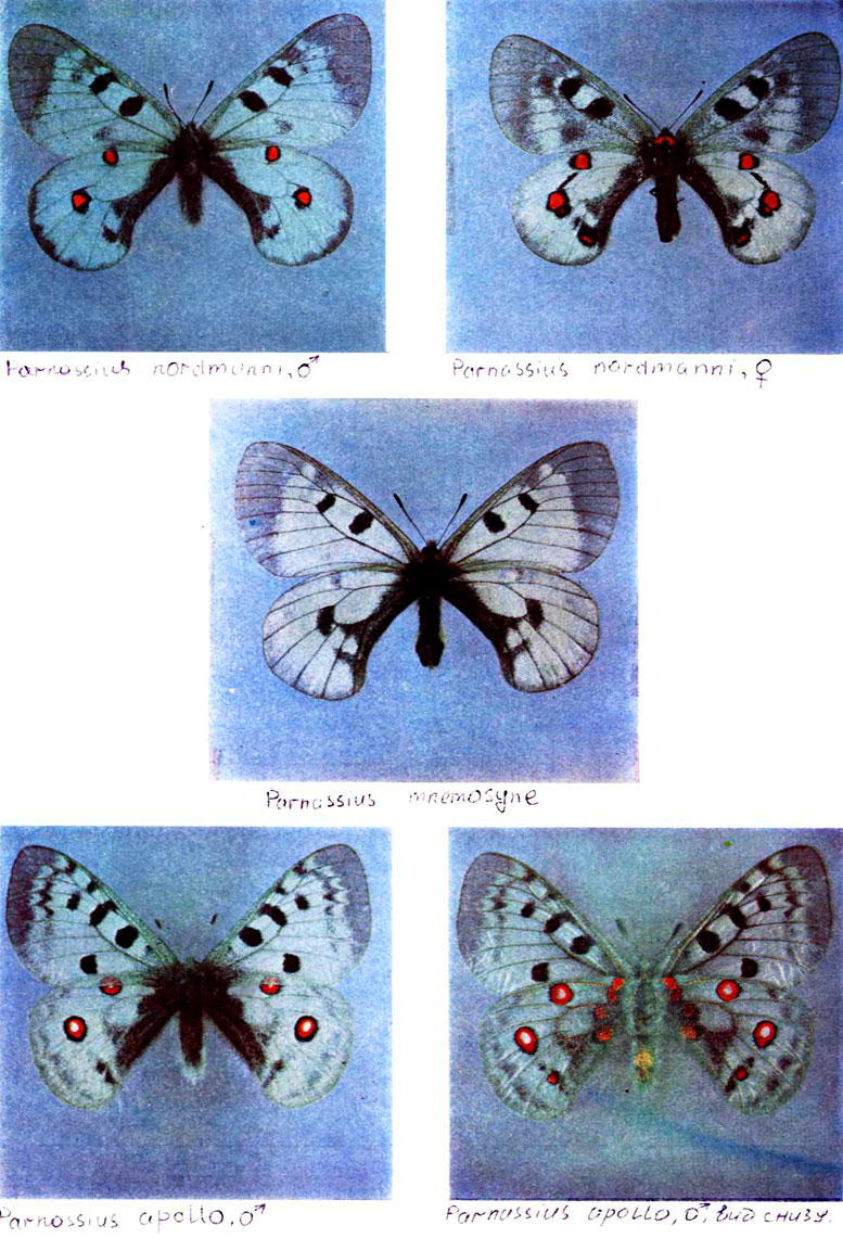  I. 1 - Parnassius nordmanni, ♂, 2 - P. nordraanni, ♀, 3 - P. mnemosyne, 4a - P. apollo, ♂, 4 -  ,  
