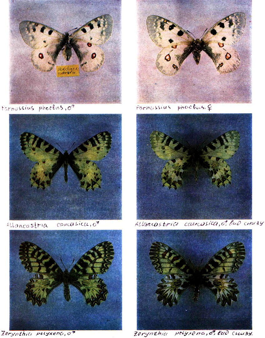  II. 1 - Parnassius phoebus, ♂, 2 - P. phoebus, ♀ (    . .  (ZMB), 3 - Allancastria caucasica, ♂, 3 -  ,  , 4a - Zerynthia polyxena, ♂, 4 -  ,   