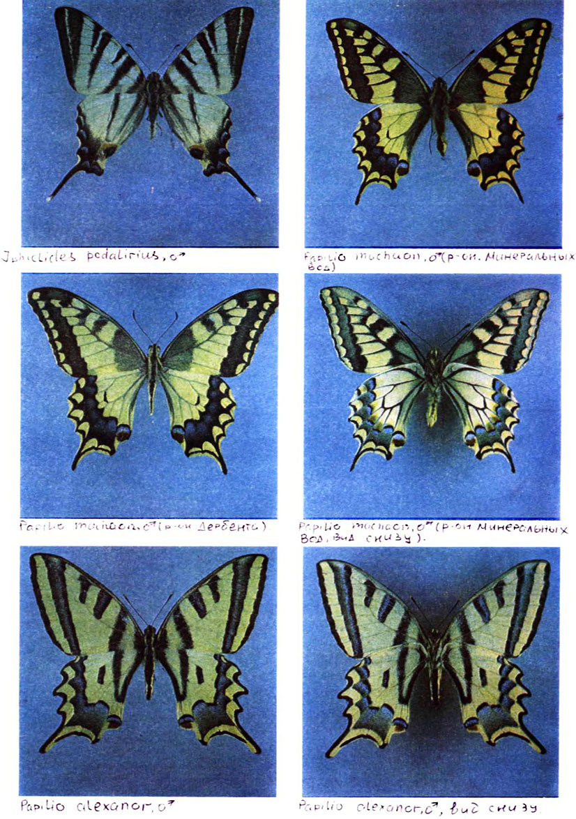  III. 1 - Iphiclides podalirius, ♂, 2a - Papilio machaon, ♂ (  ), 2 -  ,  , 3 - P. machaon, ♂ ( ), 4 - P. alexanor, ♂, 4 -  ,  