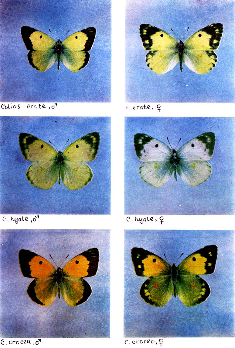  VIII. 1a - Colias erate, ♂, 1 -  ,  , 2 - . hyale, ♂, 2 -  ,  , 3 - . r, ♂, 3 -  ,  