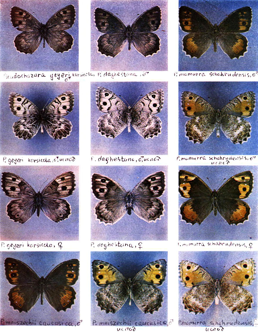  XXIV. 1a - Pseudochazara geyeri karsicola, ♂, 1 -  ,  , 2 - P. geyeri karsicola, ♀, 3a - P. daghestana, ♂, 3 -  ,  , 4 - P. daghestana, ♀, 5a - P. mamurra schahrudensis, ♂, 5 -  ,  , 6a - P. mamura schahrudensis, ♀, 6 -  ,  , 7a - P. mniszechii caucasica, ♂, 7 -  ,  