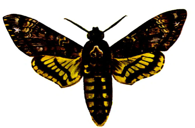 ̸  (A. atropos L.)