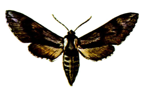   (. pinastri L.)