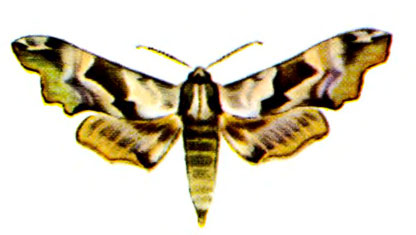   (. tiliae L.)